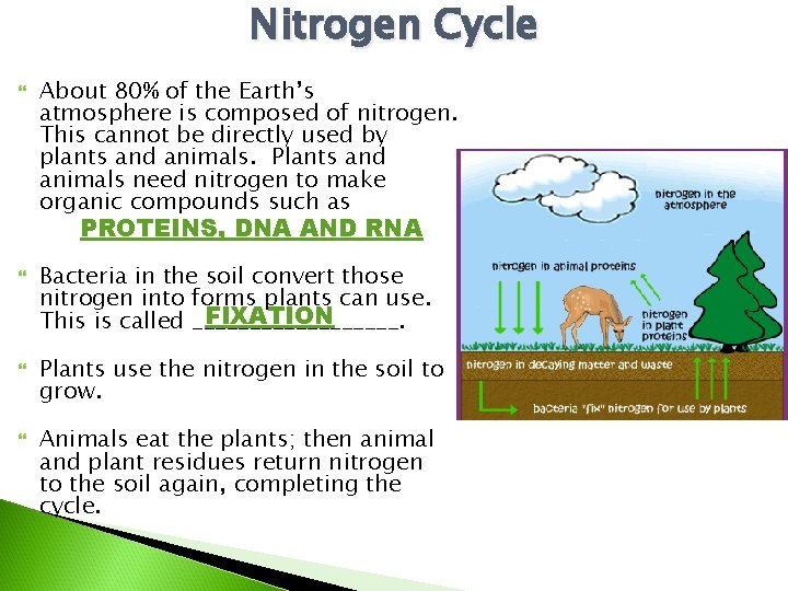 Nitrogen Cycle About 80% of the Earth’s atmosphere is composed of nitrogen. This cannot