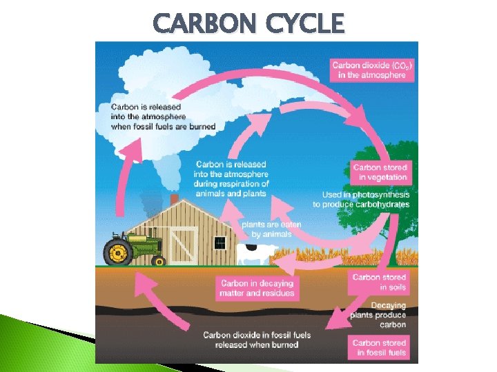 CARBON CYCLE 