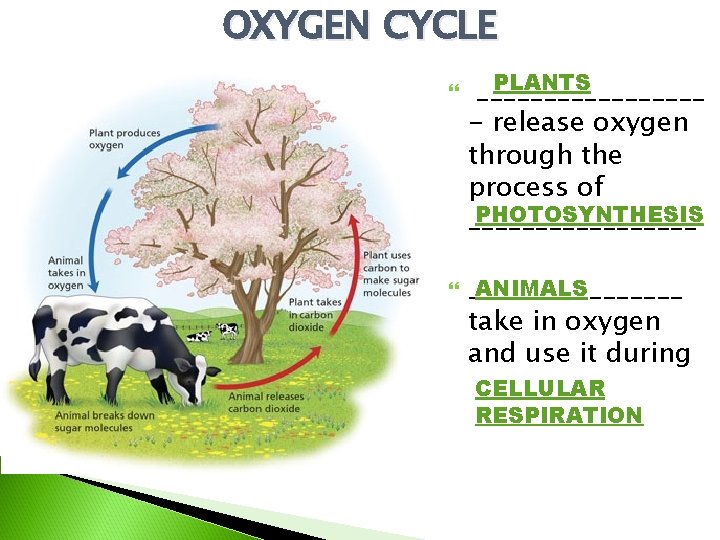 OXYGEN CYCLE PLANTS _________ - release oxygen through the process of PHOTOSYNTHESIS _________ ANIMALS