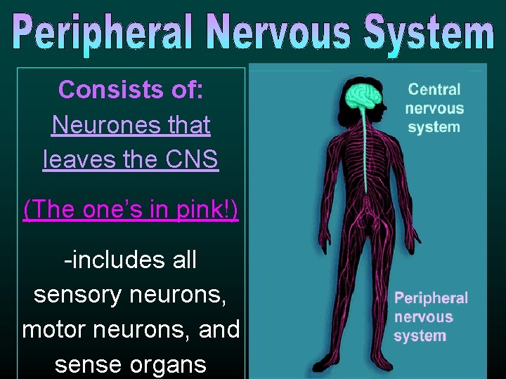 Consists of: Neurones that leaves the CNS (The one’s in pink!) -includes all sensory