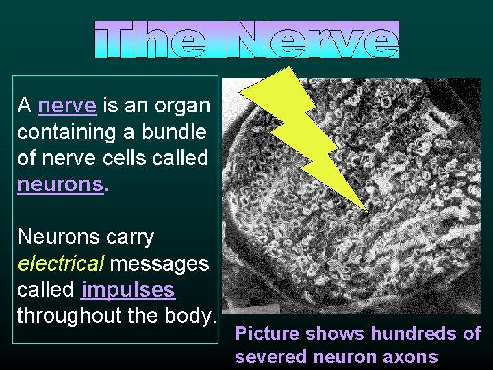 A nerve is an organ containing a bundle of nerve cells called neurons. Neurons