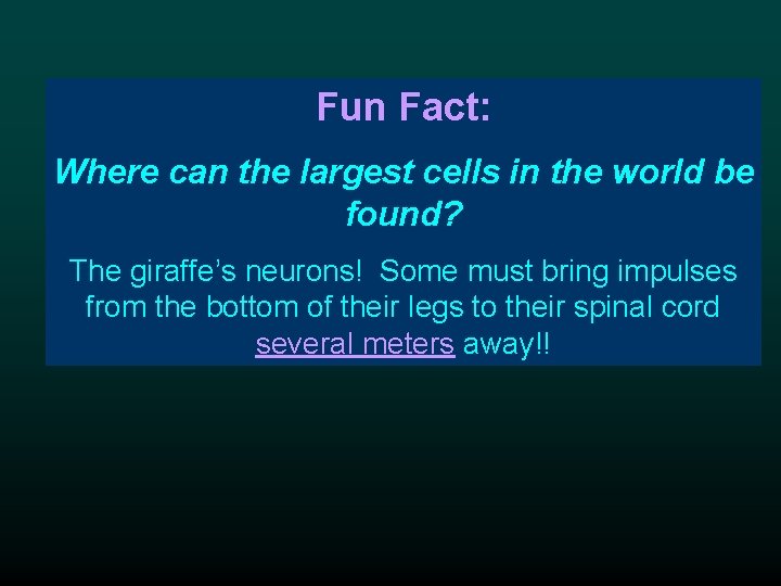 Fun Fact: Where can the largest cells in the world be found? The giraffe’s