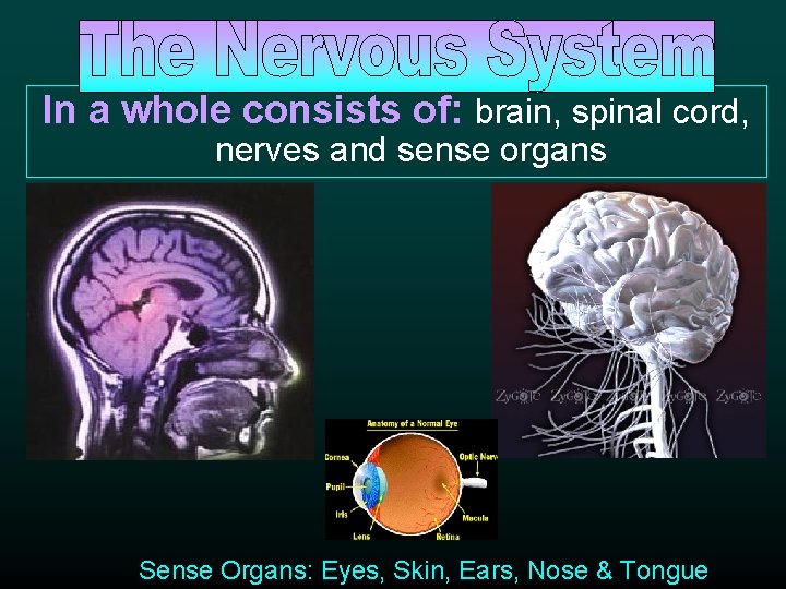 In a whole consists of: brain, spinal cord, nerves and sense organs Sense Organs: