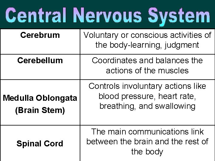 Cerebrum Voluntary or conscious activities of the body-learning, judgment Cerebellum Coordinates and balances the