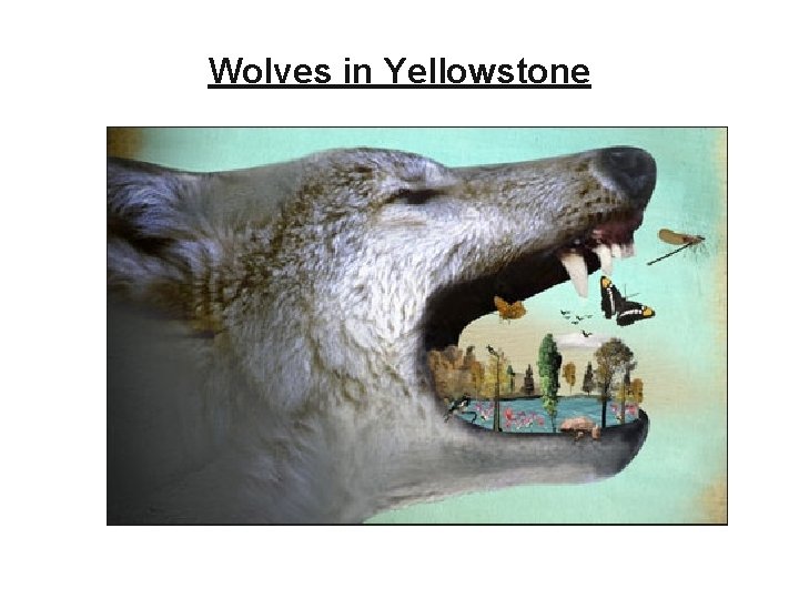Wolves in Yellowstone 