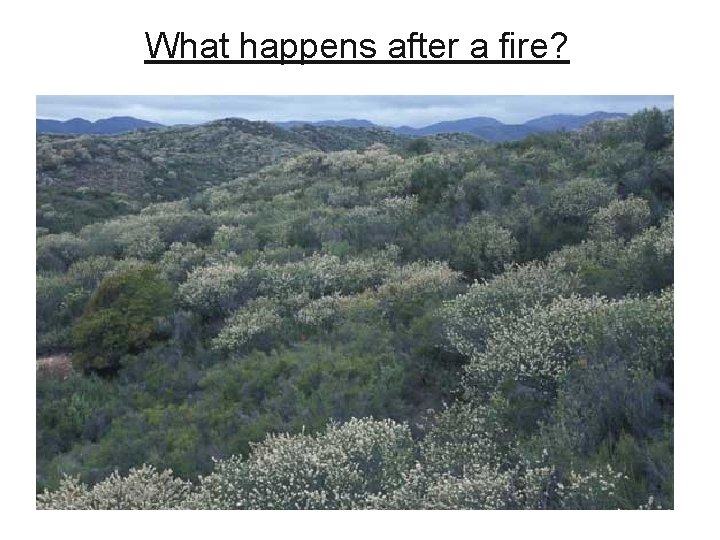What happens after a fire? 