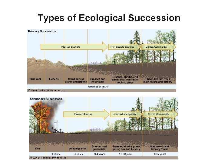 Types of Ecological Succession 