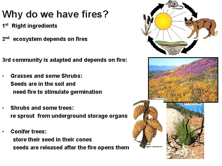 Why do we have fires? 1 st Right ingredients 2 nd ecosystem depends on