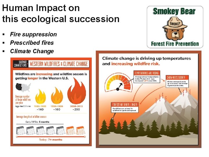 Human Impact on this ecological succession § Fire suppression § Prescribed fires § Climate