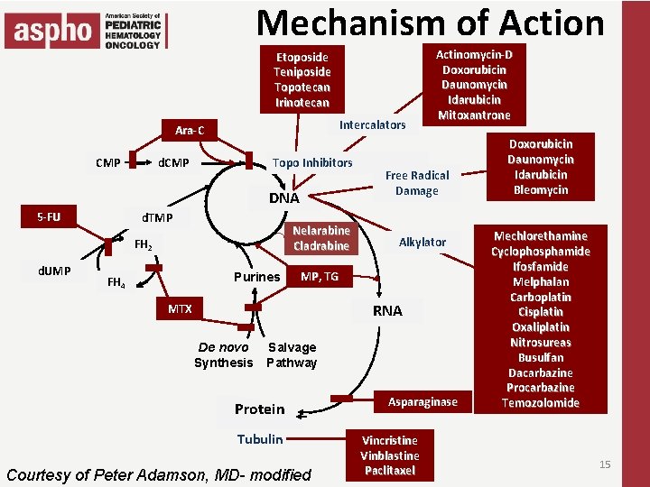 Mechanism of Action Etoposide Teniposide Topotecan Irinotecan Intercalators Ara-C CMP d. CMP Topo Inhibitors