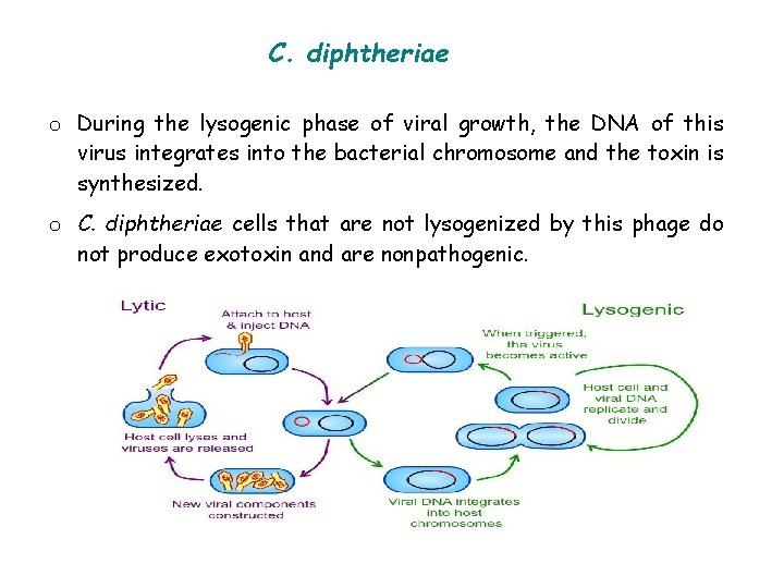 C. diphtheriae o During the lysogenic phase of viral growth, the DNA of this