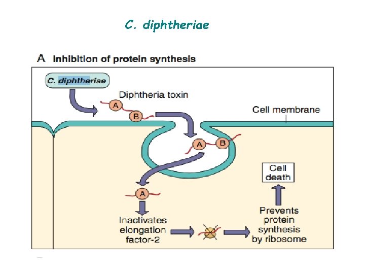 C. diphtheriae 