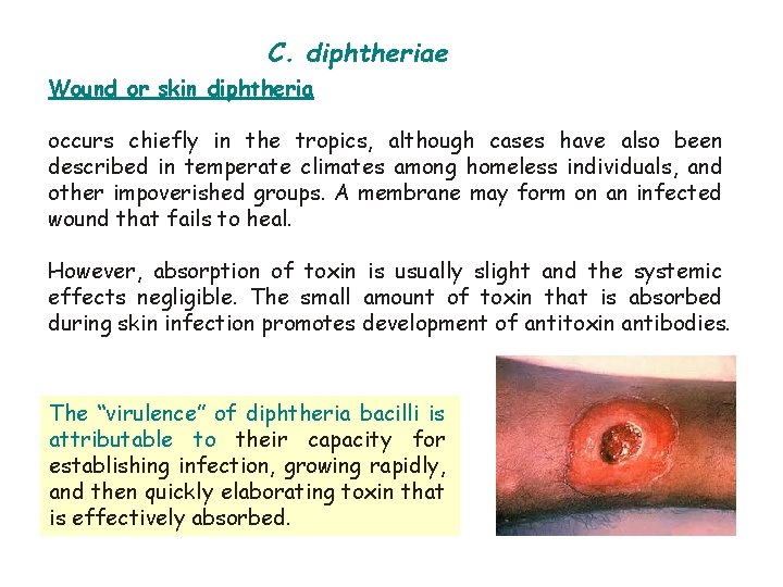 C. diphtheriae Wound or skin diphtheria occurs chiefly in the tropics, although cases have