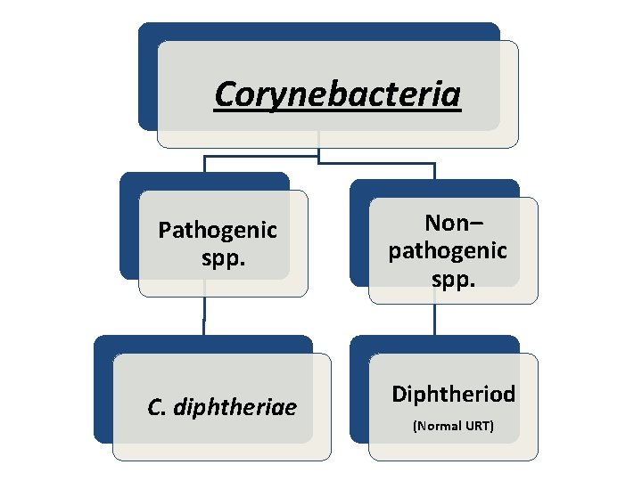 Corynebacteria Pathogenic spp. Non– pathogenic spp. C. diphtheriae Diphtheriod (Normal URT) 
