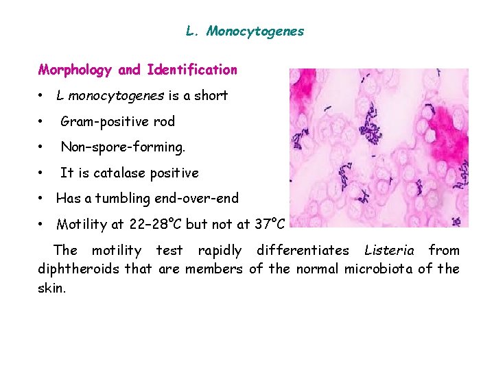 L. Monocytogenes Morphology and Identification • L monocytogenes is a short • Gram-positive rod