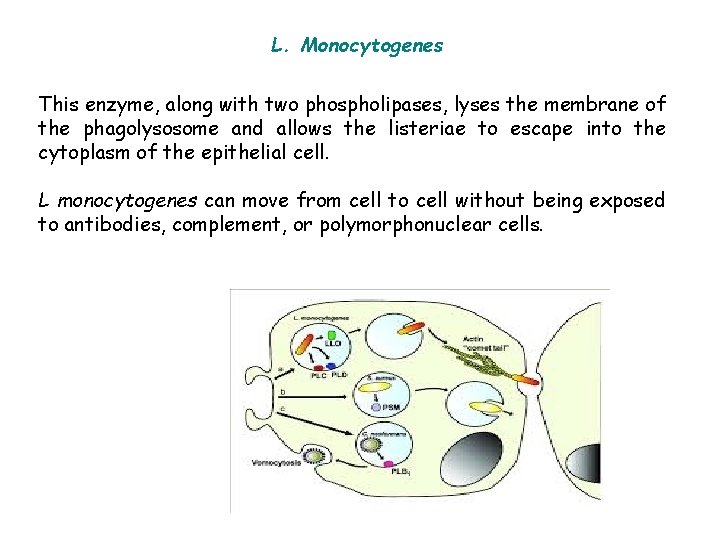 L. Monocytogenes This enzyme, along with two phospholipases, lyses the membrane of the phagolysosome