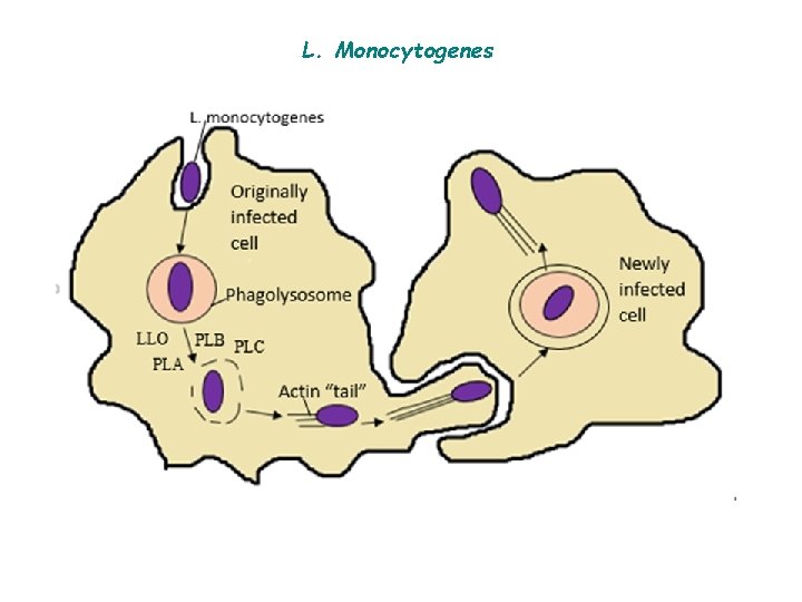 L. Monocytogenes 