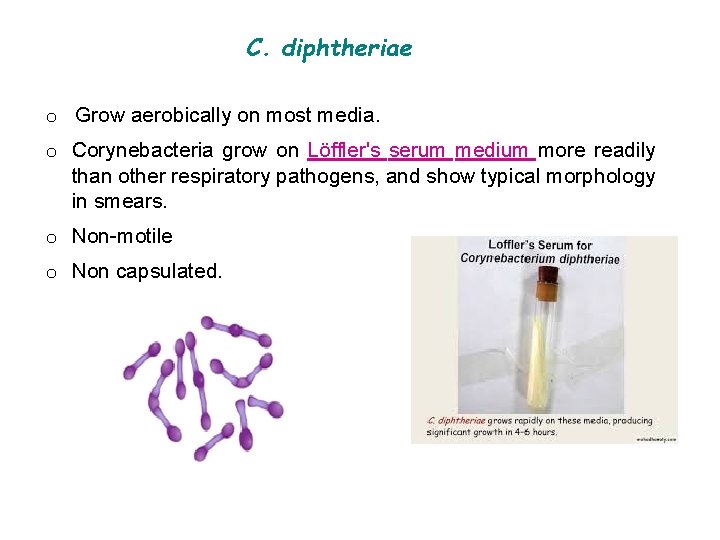 C. diphtheriae o Grow aerobically on most media. o Corynebacteria grow on Löffler's serum