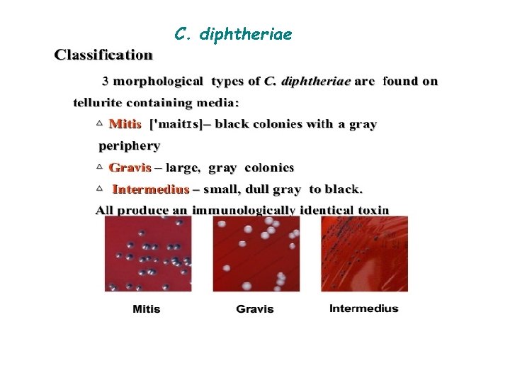 C. diphtheriae 