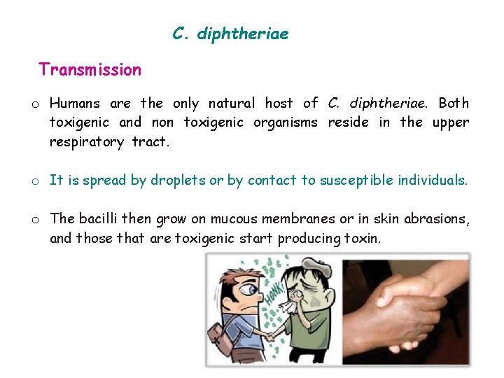 C. diphtheriae Transmission o Humans are the only natural host of C. diphtheriae. Both