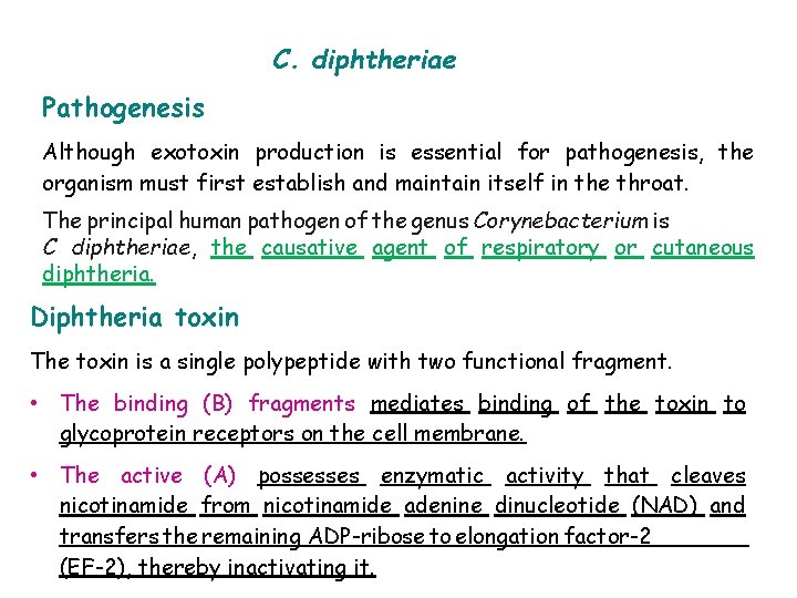 C. diphtheriae Pathogenesis Although exotoxin production is essential for pathogenesis, the organism must first