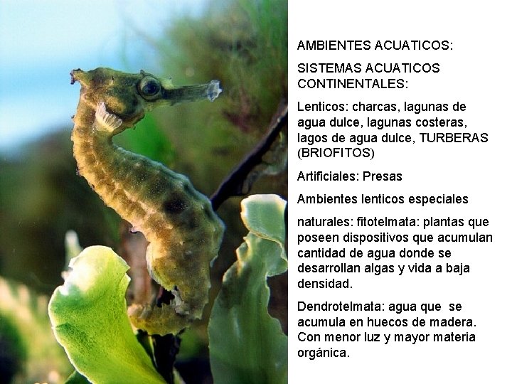 AMBIENTES ACUATICOS: SISTEMAS ACUATICOS CONTINENTALES: Lenticos: charcas, lagunas de agua dulce, lagunas costeras, lagos