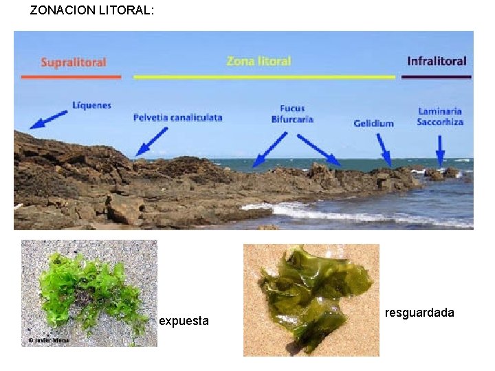 ZONACION LITORAL: expuesta resguardada 