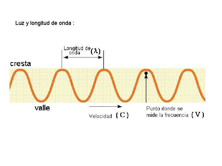 Luz y longitud de onda : 