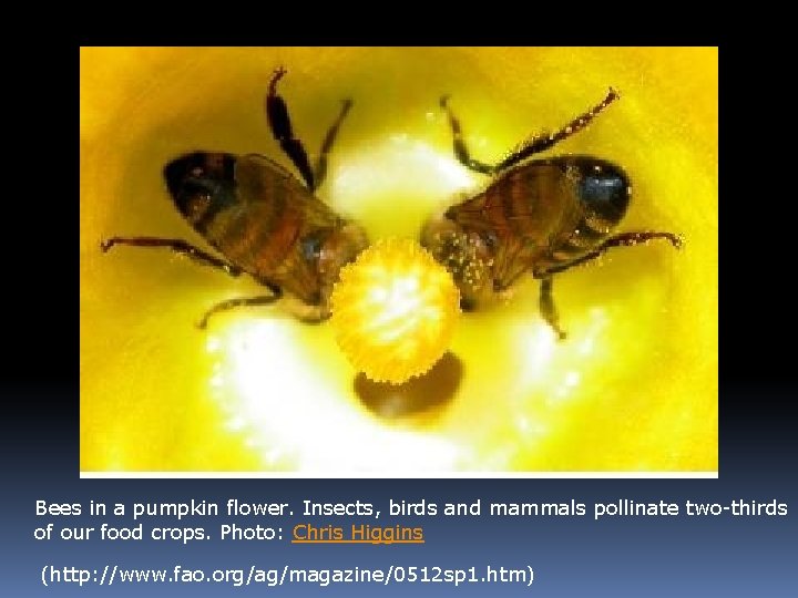 Bees in a pumpkin flower. Insects, birds and mammals pollinate two-thirds of our food