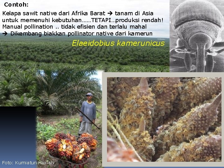 Contoh: Kelapa sawit native dari Afrika Barat tanam di Asia untuk memenuhi kebutuhan……TETAPI…produksi rendah!