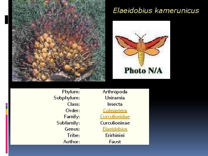 Elaeidobius kamerunicus Phylum: Subphylum: Class: Order: Family: Subfamily: Genus: Tribe: Author: Arthropoda Uniramia Insecta