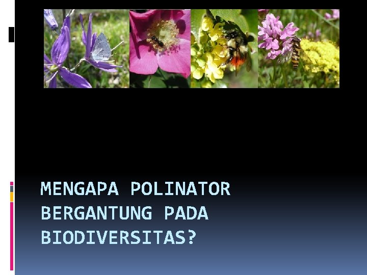 MENGAPA POLINATOR BERGANTUNG PADA BIODIVERSITAS? 