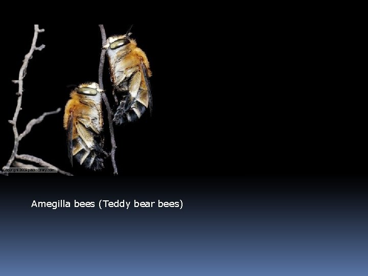 Amegilla bees (Teddy bear bees) 