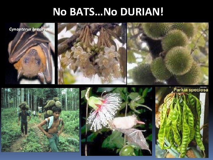 No BATS…No DURIAN! Cynopterus brachyotis 