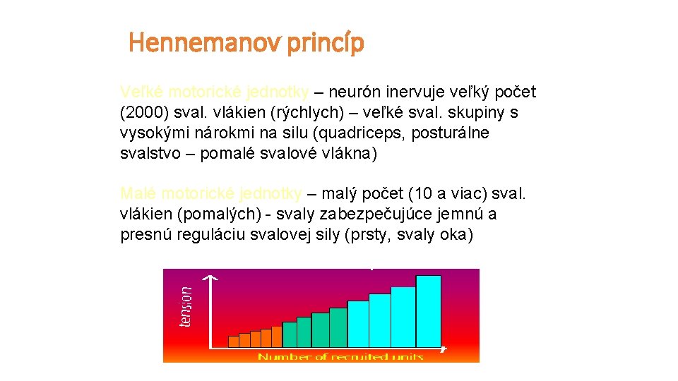 Hennemanov princíp Veľké motorické jednotky – neurón inervuje veľký počet (2000) sval. vlákien (rýchlych)