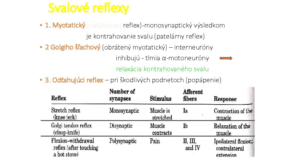 Svalové reflexy • 1. Myotatický (naťahovací reflex)-monosynaptický výsledkom je kontrahovanie svalu (patelárny reflex) •