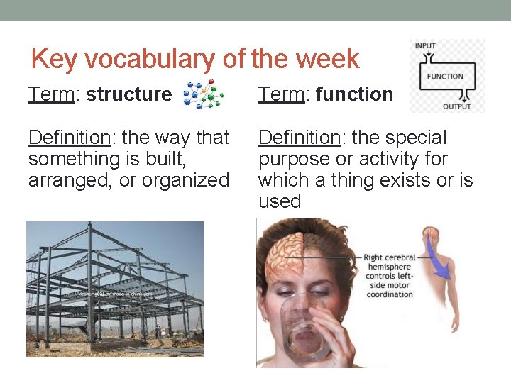 Key vocabulary of the week Term: structure Term: function Definition: the way that something