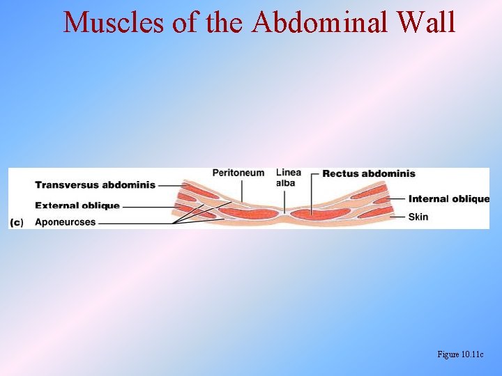 Muscles of the Abdominal Wall Figure 10. 11 c 