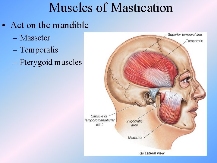 Muscles of Mastication • Act on the mandible – Masseter – Temporalis – Pterygoid