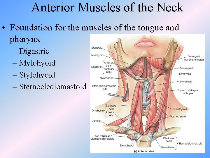 Anterior Muscles of the Neck • Foundation for the muscles of the tongue and