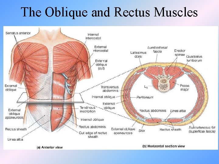 The Oblique and Rectus Muscles 