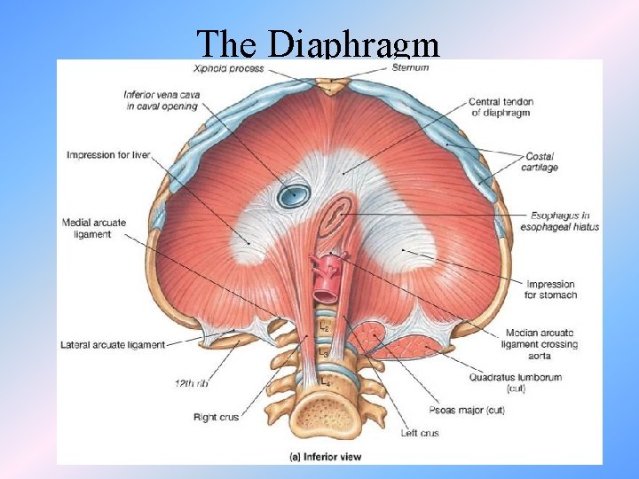 The Diaphragm 