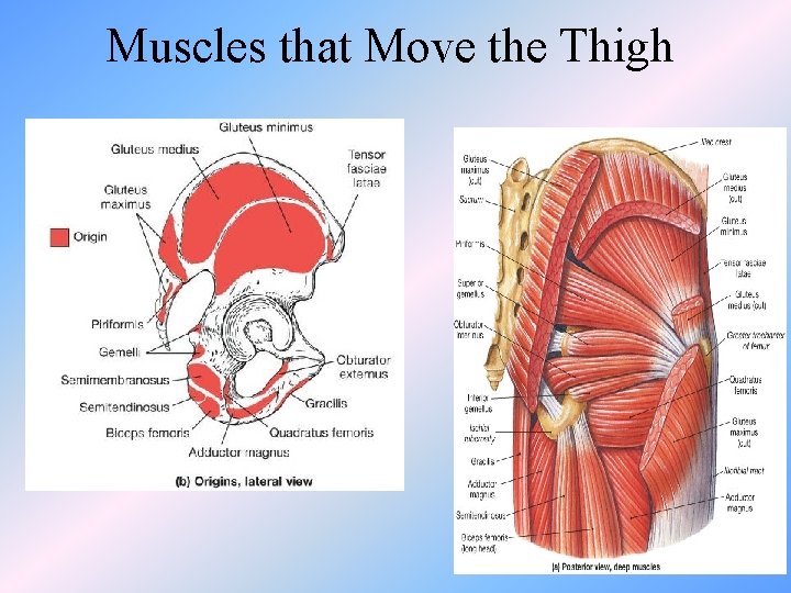 Muscles that Move the Thigh 