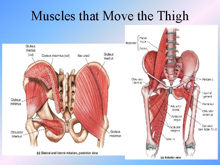 Muscles that Move the Thigh 