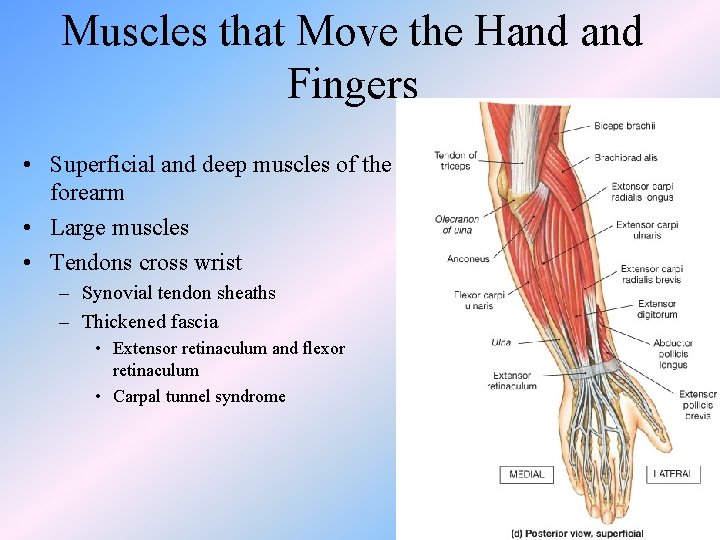 Muscles that Move the Hand Fingers • Superficial and deep muscles of the forearm