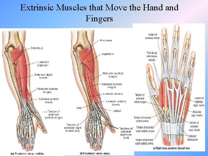 Extrinsic Muscles that Move the Hand Fingers 