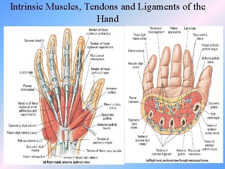 Intrinsic Muscles, Tendons and Ligaments of the Hand 