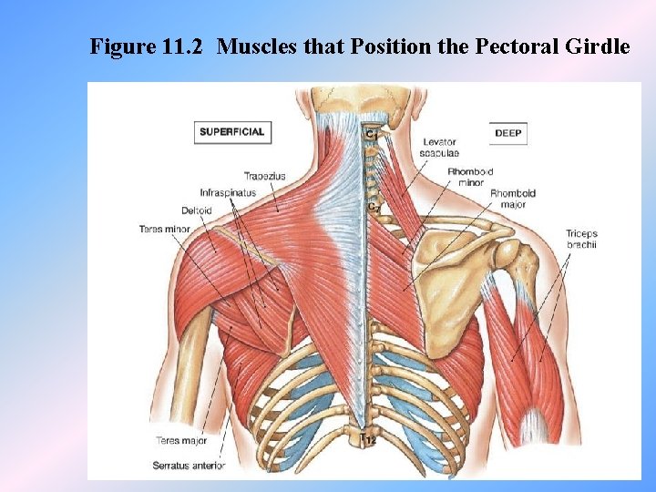 Figure 11. 2 Muscles that Position the Pectoral Girdle 