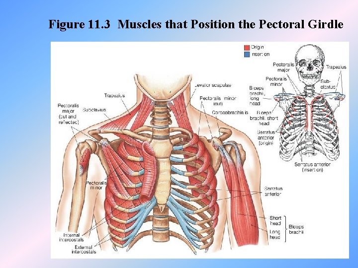 Figure 11. 3 Muscles that Position the Pectoral Girdle 