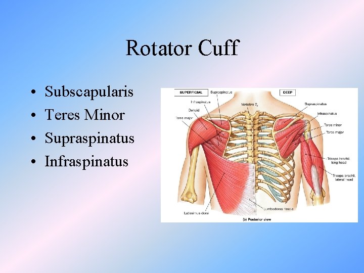 Rotator Cuff • • Subscapularis Teres Minor Supraspinatus Infraspinatus 